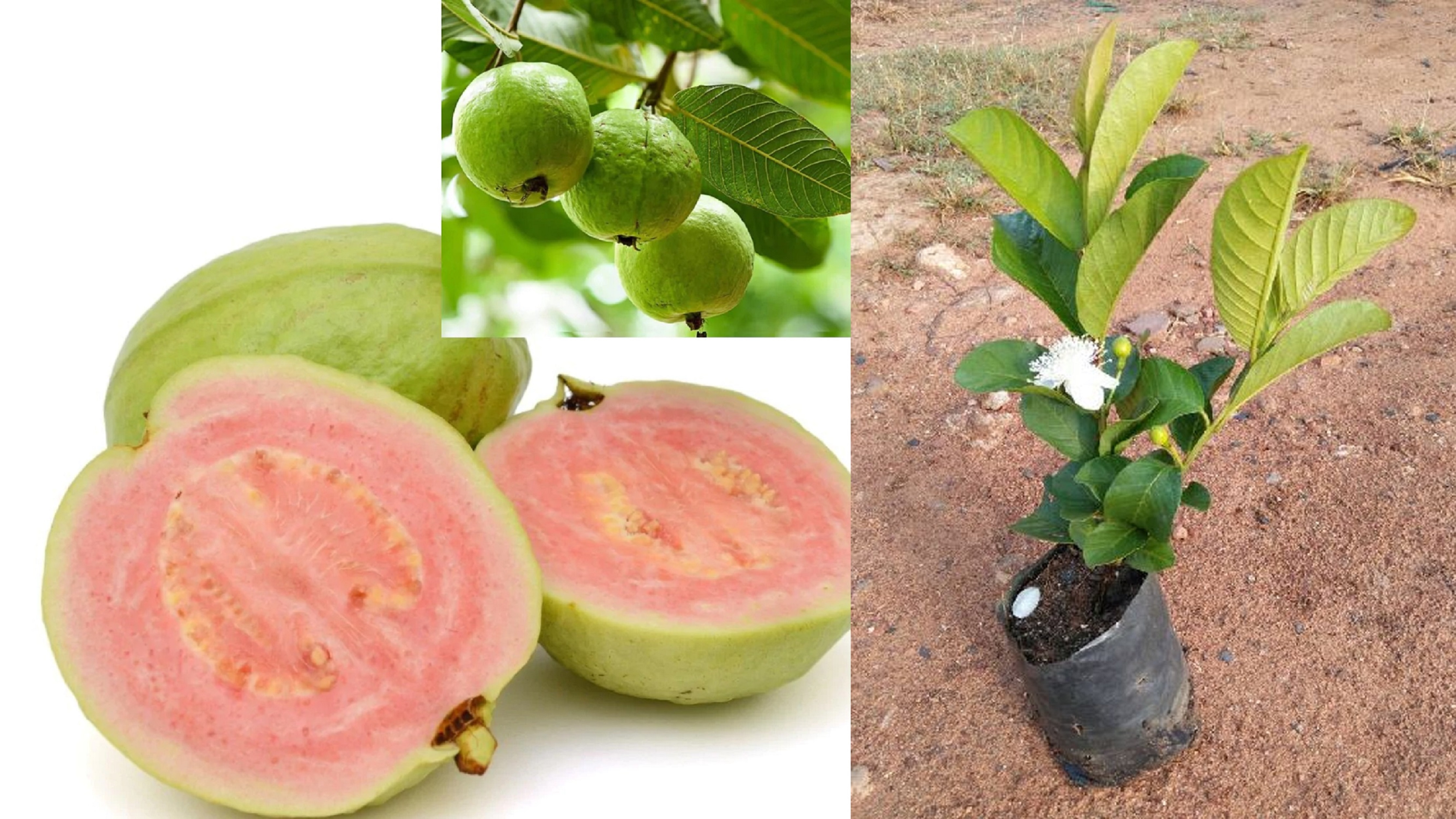 Taiwan Pink Guava Plants